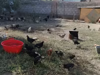 كوچينسكايا يوبيلينايا — الصورة 1
