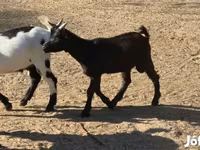 Koza, Nigerian dwarf goats — foto 3