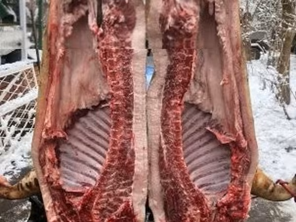 Schweine (Partie, Geschlecht nicht angegeben), 