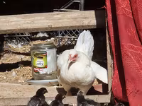 Chickens — photo 2