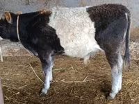 Bulle, Aberdeen-Angus — Foto 3