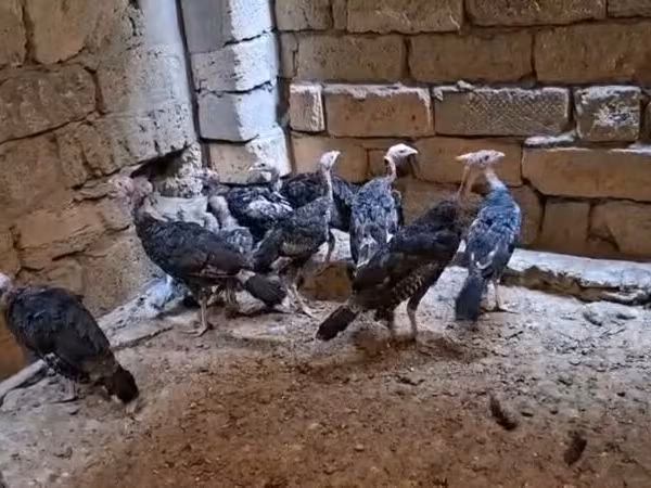 Bürünc