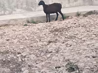 Ovelha, Ovelhas — foto 2
