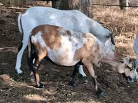 母羊, Cameroon sheep — 照片 5