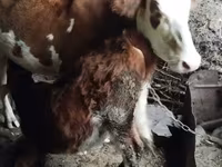 Vaca, Simmental cattle — foto 4