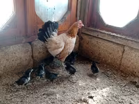 Chickens — photo 4