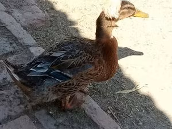 Crested