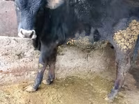 Buqa, Russian Black pied cattle — 1-rasm