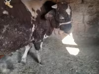 Byk, Russian Black pied cattle — zdjęcie 6