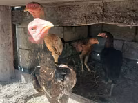 Chickens — photo 4