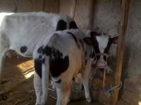Buğa, Russian Black pied cattle — foto 6