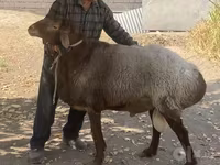 Widder, Hissar sheep — Foto 3