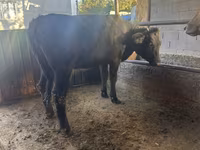 Cow, Swiss cattle — photo 4