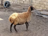 Qoç, Qoyunlar — foto 3