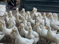 German Pekin — photo 1
