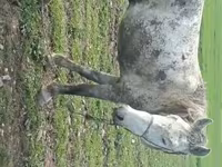घोड़ा, Karabakh horse — फ़ोटो 4