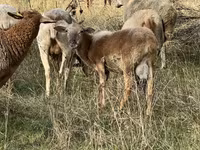 Widder, Katum sheep — Foto 3