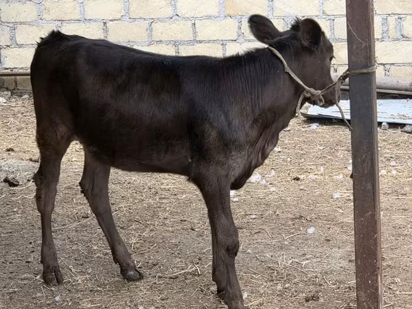 İnək, Mal-qara