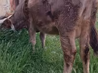गाय, अज़रबैजान ज़ेबू — फ़ोटो 3