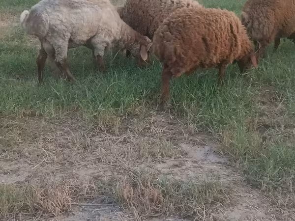 绵羊（批次，未指定性别）, Sheep