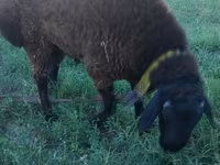 Ram, Qashqai sheep — photo 4