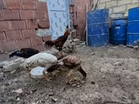 Chickens — photo 8