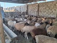 Sheep, Sheep — photo 4