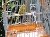 Watsap elaqe qwfes qarisiq 45 cutler Bülbül qəfəsi və 2 dalğıç (büdcə — 照片 1
