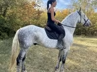 حصان, Andalusian horse — الصورة 3