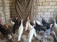 Geniş Sinəli Ağ — foto 3