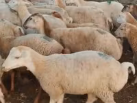 Sheep (batch, sex not specified), Sheep — photo 4
