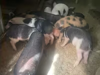 Säue, Schweine — Foto 2