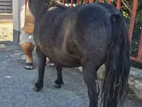 Madyan, American shetland pony — foto 3