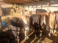 İnək, Mal-qara — foto 5