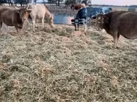 Корова, Simmental cattle — фото 2