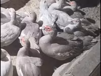 Ducks — Foto 2