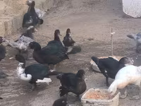 Ducks — Foto 2