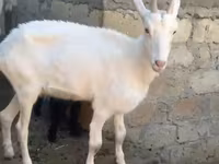 Goat, Goats — photo 2