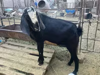 Bode, Nubian Goat — foto 3