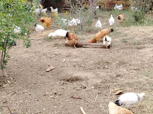 Chickens — Ázerbájdžán
