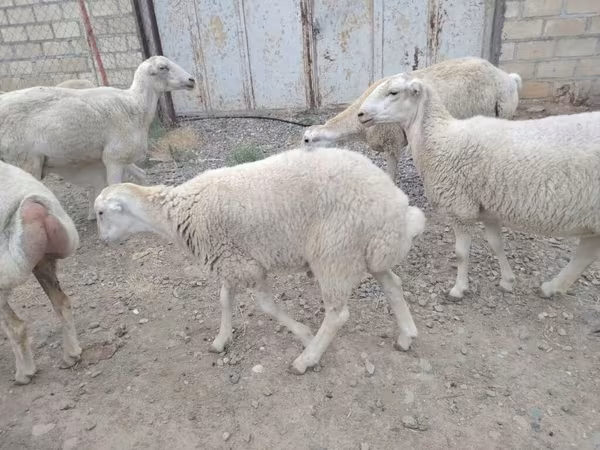 Qoç, Qoyunlar — Azərbaycan