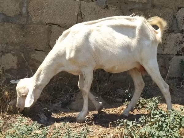 Goat, Saanen goat