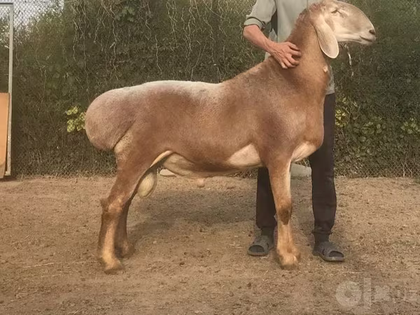 Qoç, Qoyunlar