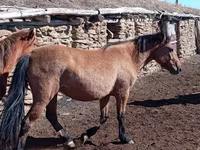 Klisna, Kazakh horse — foto 3