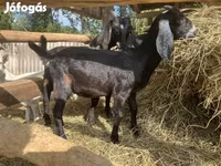 Ziegenbock, Saanen goat — Foto 6