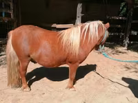 Horse (M), Shetland Pony — photo 5