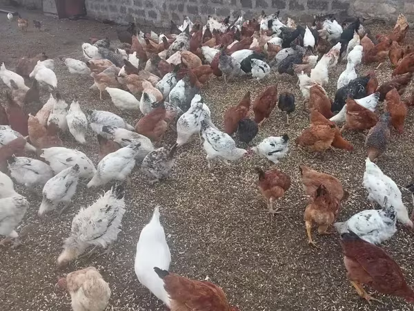 Chickens