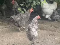 Chickens — photo 1