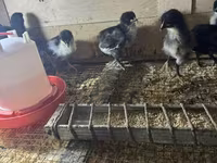 Avstraliya Pit Game quşu — foto 3