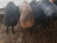 Bode, Cabras — foto 4